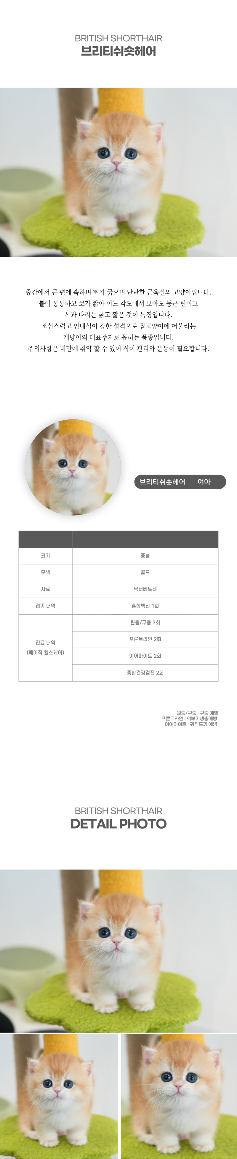 브리티쉬숏헤어_상세이미지_2